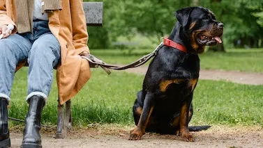 Mikroçip Nedir? Evcil Hayvanlara Çip Zorunluluğu